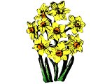 A bunch of Narcissus